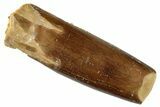 Fossil Sauropod Dinosaur (Titanosaur) Tooth - Morocco #267280-1